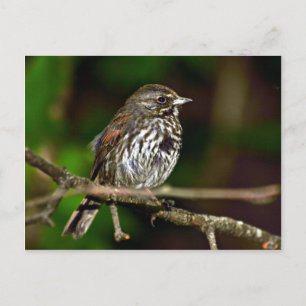 Carte Postale Fox Sparrow