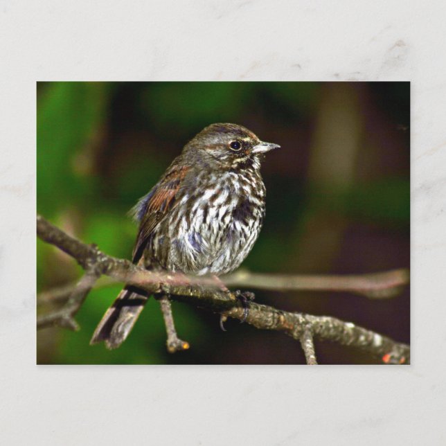 Carte Postale Fox Sparrow (Devant)