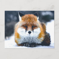 Fox Wild Animals Photo