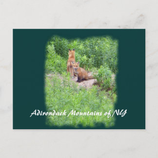 Carte Postale Foxes, Adirondack Mountains of NY