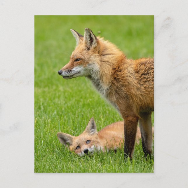 Carte Postale Foxes des yeux d'amour (Devant)