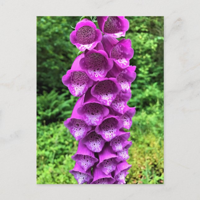 Carte Postale Foxglove Flowers, Oregon (Devant)