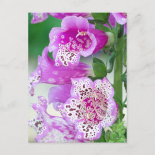 Carte Postale Foxglove violet en pleine floraison