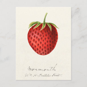Carte Postale Fragaria (fraise) Peinture à l'aquarelle des fruit
