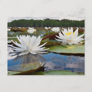 Carte Postale Fragrant Water Lily (Nymphaea Odorata) On Caddo
