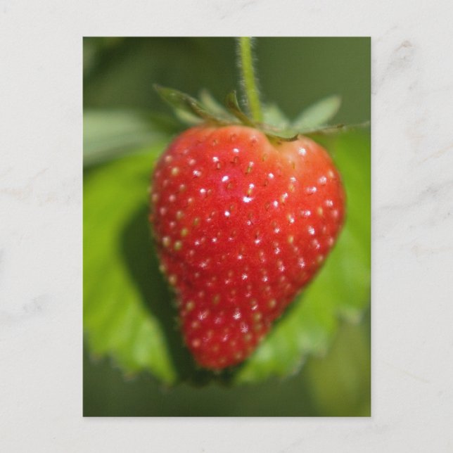 Carte Postale Fraise (Devant)