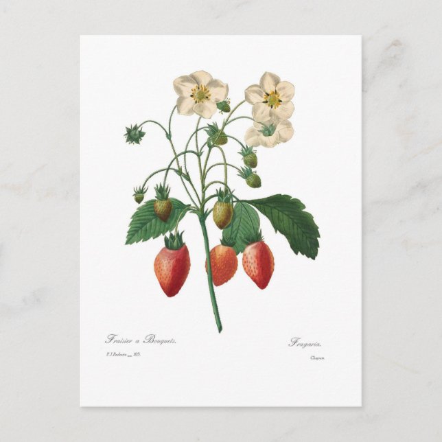 Carte Postale Fraise (Devant)
