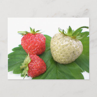 Carte Postale fraise unique