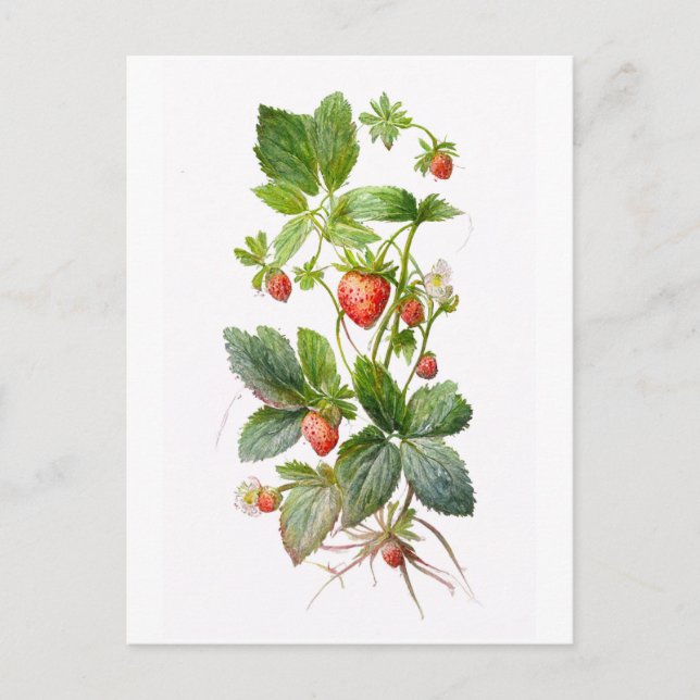 Carte Postale Fraises (Devant)