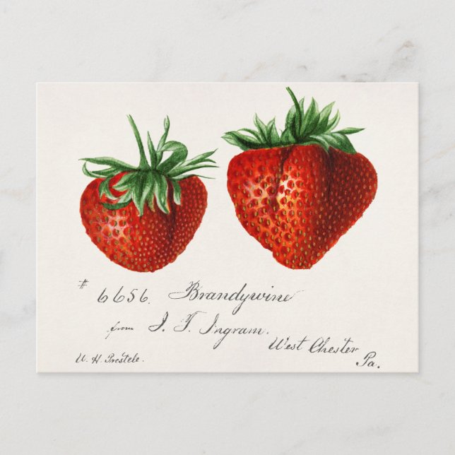 Carte Postale Fraises (Fragaria) Aquarelle de fruits Peinture (Devant)