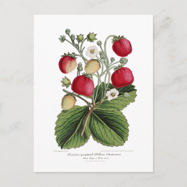 Carte Postale Framboise (Devant)