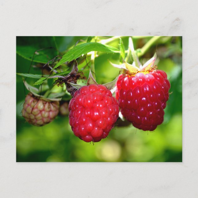 Carte Postale Framboise (Devant)