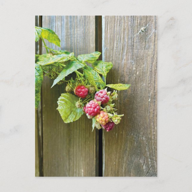 Carte postale framboise (Devant)