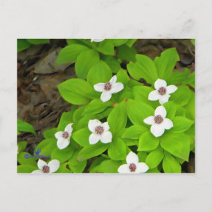 Carte Postale Framboise
