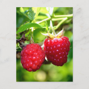 Carte Postale Framboise
