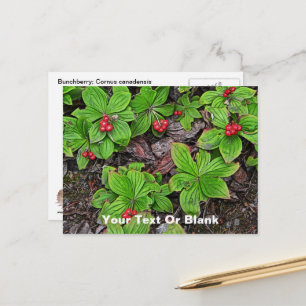 Carte Postale Framboise aux baies