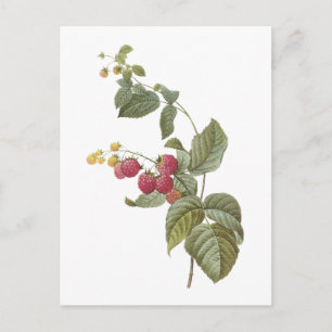 Carte Postale framboise (espèces de Rubus) par Redouté