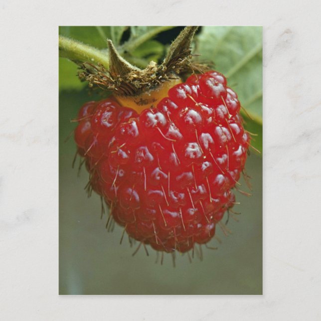 Carte Postale Framboise hawaïenne (Rubus hawaiiensis) (Devant)
