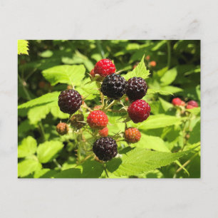Carte Postale Framboises noires fraîches