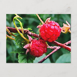 Carte Postale Framboises sauvages
