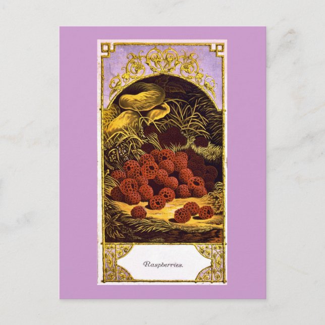 Carte Postale Framboises - Vintage Ad 1874 (Devant)