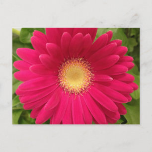 Carte postale Frame Fleur Rouge 7x5