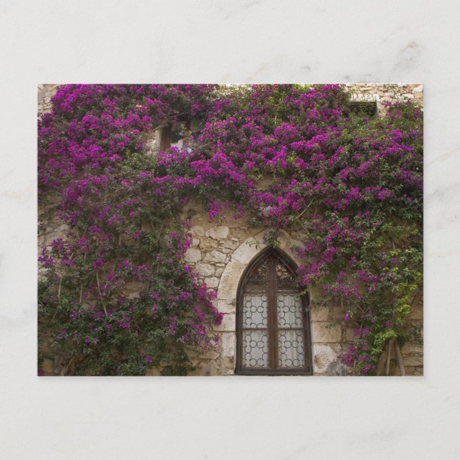 Carte Postale France, Provence, Eze. Rose Brillant (Devant)