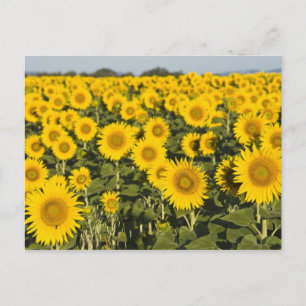 Carte Postale France, Provence, Valensole. Champ de