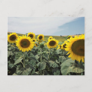 Carte Postale France Provence, Vue sur le terrain des tournesols