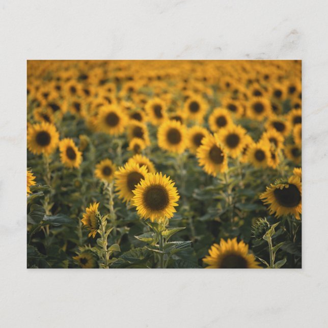 Carte Postale France, Vaucluse, sunflowers field (Devant)