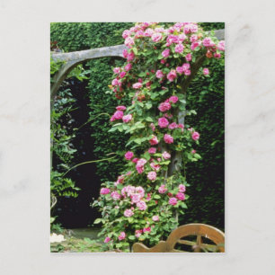 Carte Postale Francoise Rose Rambler Rose Juranville sur Pergol