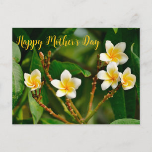 Carte Postale Frangipani jaune