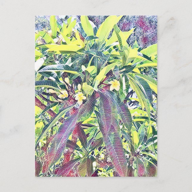 Carte Postale Frangipani Tree Cairns Australie tropicale (Devant)