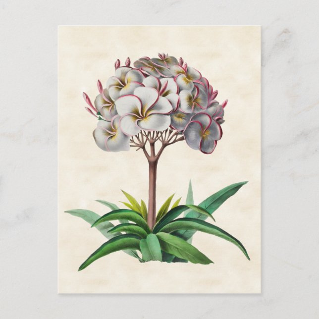 Carte Postale Frangipani Vintage Botanique (Devant)