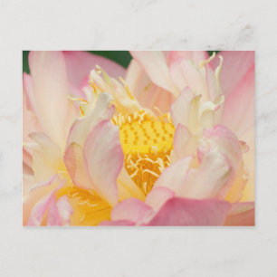 Carte Postale Franklin NC, Perry's Water Garden, Lotus avec