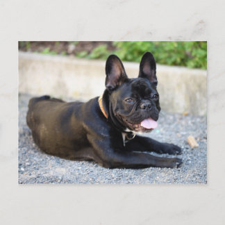 Carte Postale Französisch Bulldog