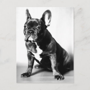 Carte Postale Französische Bulldogge