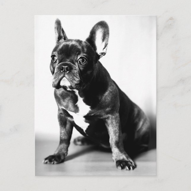 Carte Postale Französische Bulldogge (Devant)