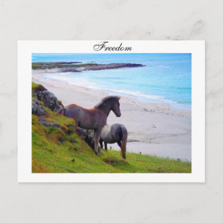 Carte Postale Freedom - Postcard