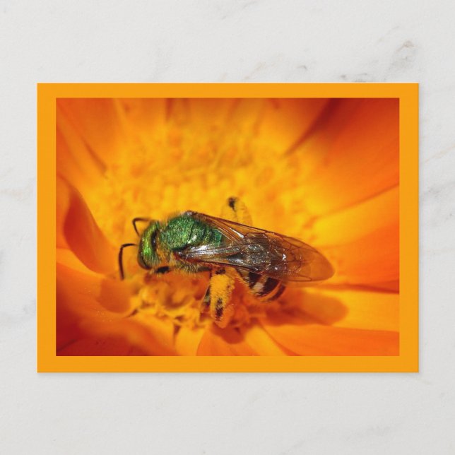 Carte Postale Frelon Vert (Devant)