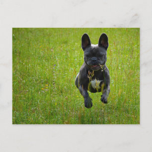 Carte Postale French Bulldog jumping on a high grass field