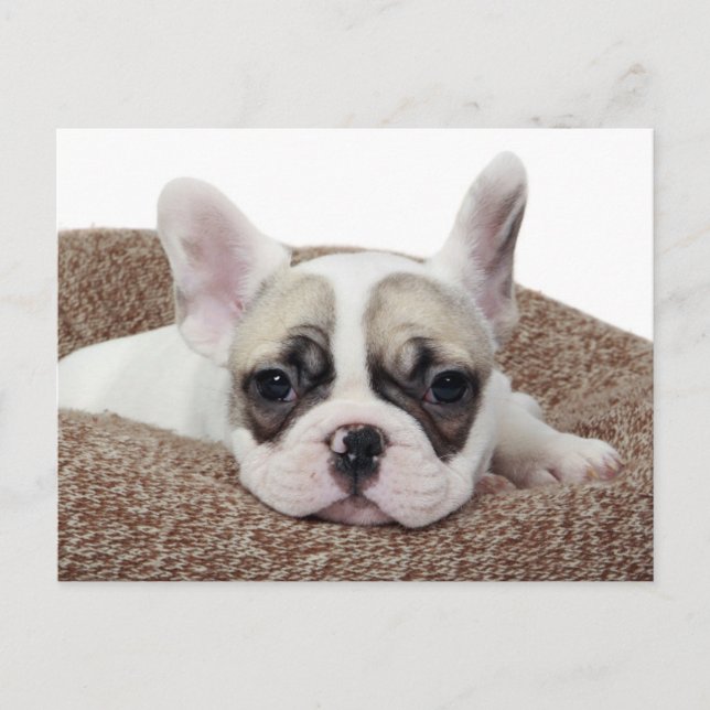 Carte Postale French Bulldog Puppy Lying (Devant)