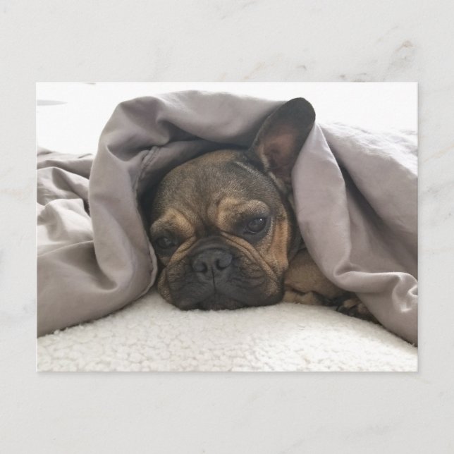 CARTE POSTALE FRENCH BULLDOG RESTING RELAXING POSTCROSSING (Devant)