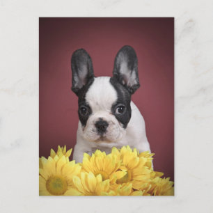 Carte Postale Frenchie - chiot de bouledogue français