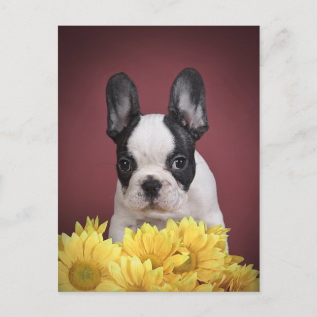 Carte Postale Frenchie - chiot de bouledogue français (Devant)