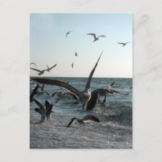 Carte postale Frenzy