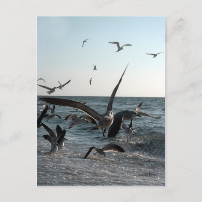 Carte postale Frenzy (Devant)