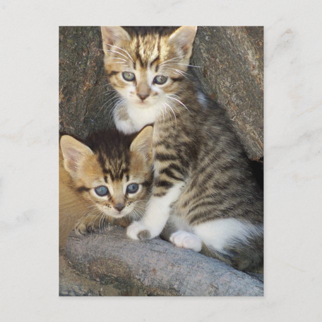 Carte Postale Frères (Devant)