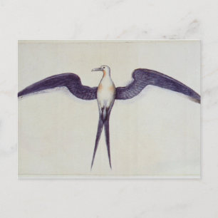 Carte Postale Frigate Bird