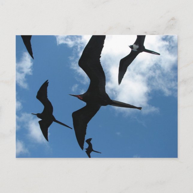 Carte Postale Frigate Birds (Fragata), îles Galapagos 6 (Devant)